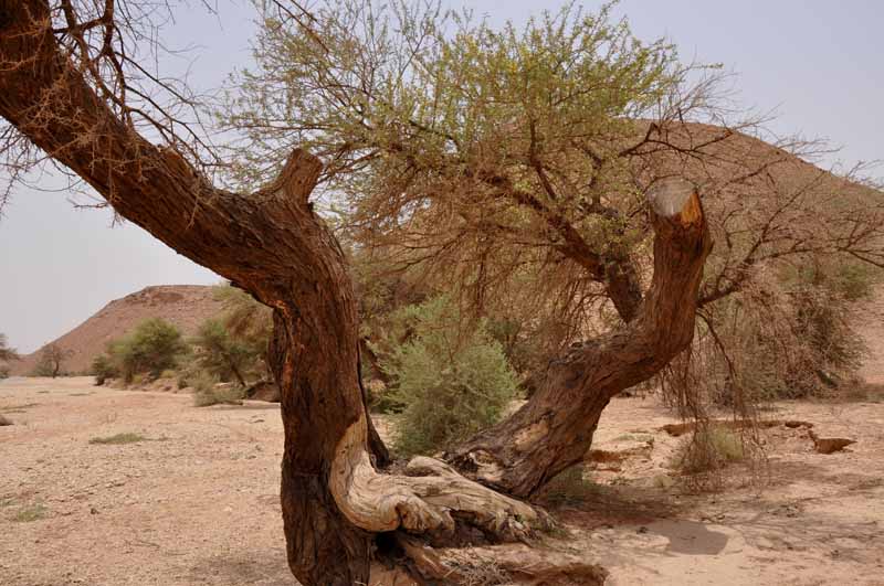 باحوال الطبيعيه العربيه السعوديه تتاثر وطني في المملكه المناخيه النباتات تتأثر النباتات